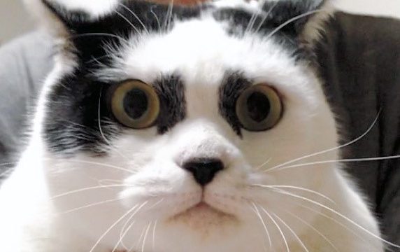 宮崎県　歌舞伎ネコ　正体　捨てネコ　保護猫カフェ　うたたね
